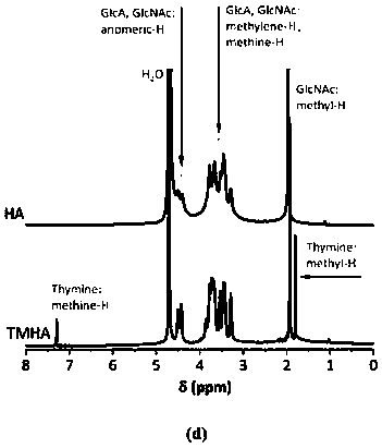 Copper nanoclusters, thymine-modified hyaluronic acid, polycopper nanoclusters and preparation method and application of copper nanoclusters, thymine-modified hyaluronic acid and polycopper nanoclusters