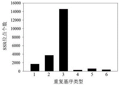 Method for developing genic-SSR molecular markers of Dongxiang wide rice