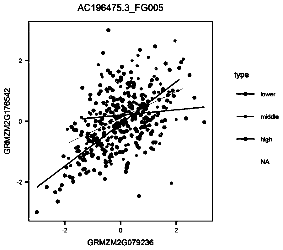 Method for predicting unknown corn gene functions on the basis of oil content-related genes and oil content dynamic correlation