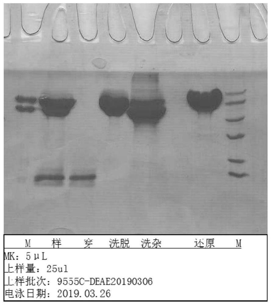 Fusion protein of human serum albumin and interleukin 2 and application thereof
