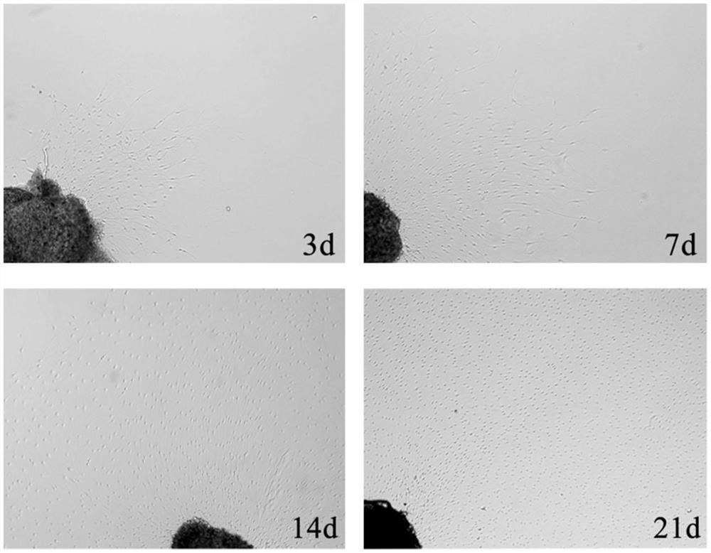 A method for primary culture of dorsal root ganglion satellite glial cells