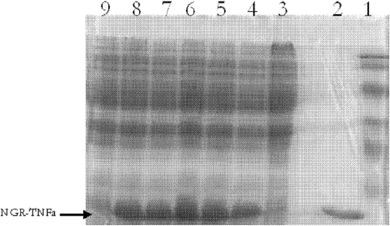 Targeted peptide NGR of CD13 (aminopeptidase N) and application thereof