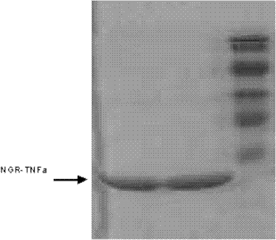 Targeted peptide NGR of CD13 (aminopeptidase N) and application thereof