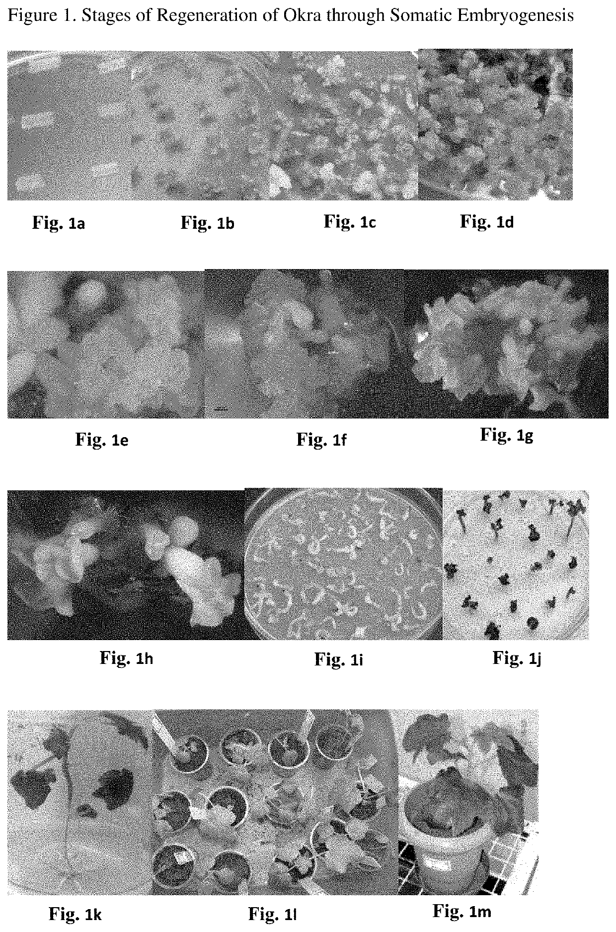 Regeneration and genetic transformation of okra through somatic embryogenesis