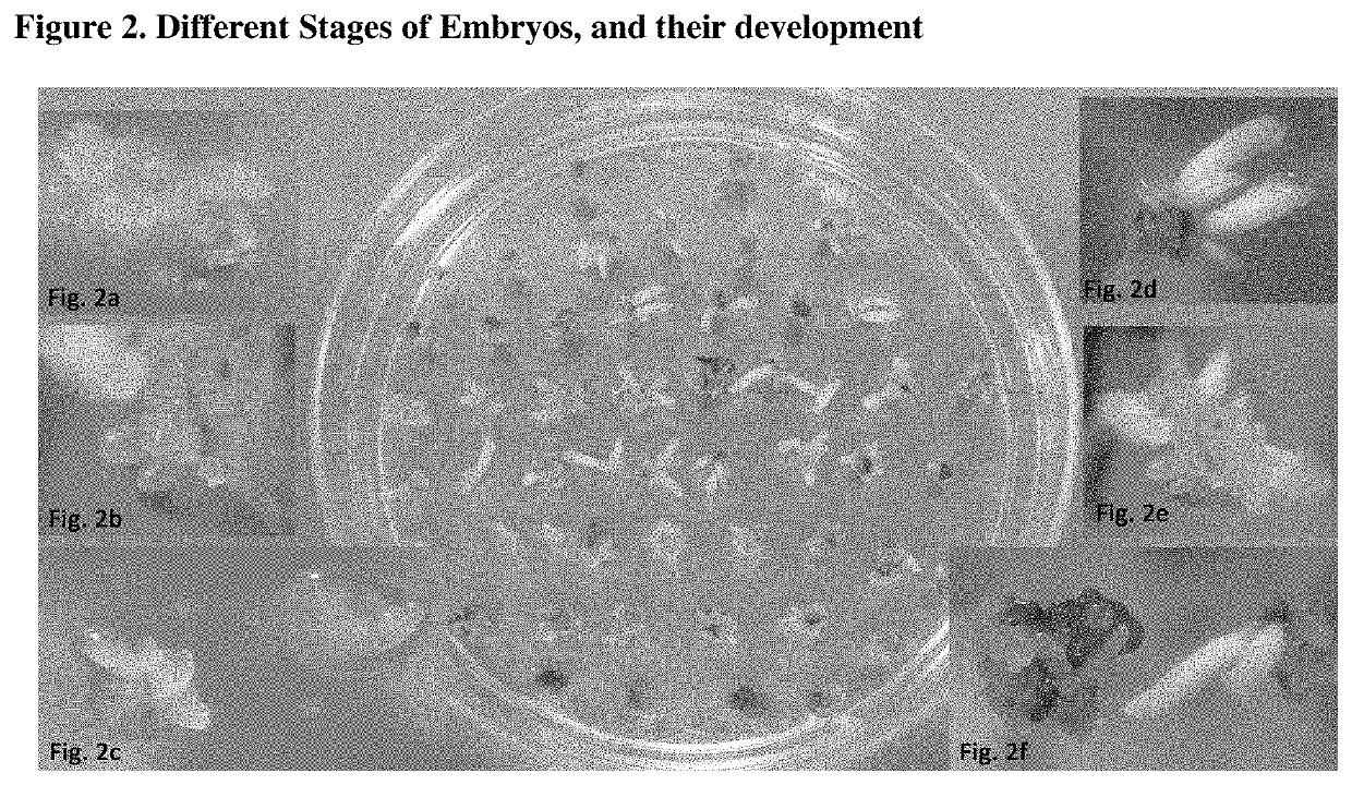 Regeneration and genetic transformation of okra through somatic embryogenesis