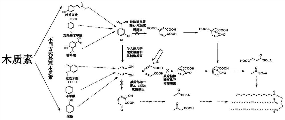 Genetically engineered bacterium for producing muconic acid by taking lignin as raw material