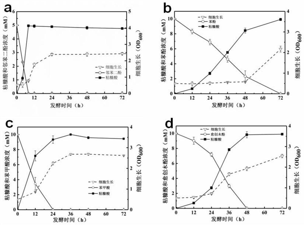 Genetically engineered bacterium for producing muconic acid by taking lignin as raw material