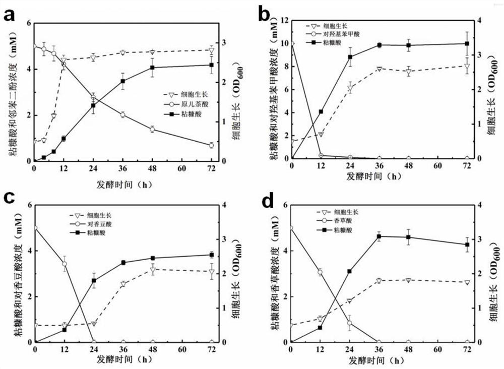 Genetically engineered bacterium for producing muconic acid by taking lignin as raw material