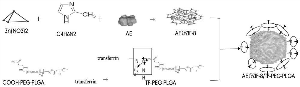 Drug-loaded ZIF-8 nanoparticles covered with TF-PEG-PLGA coating as well as preparation method and application of drug-loaded ZIF-8 nanoparticles