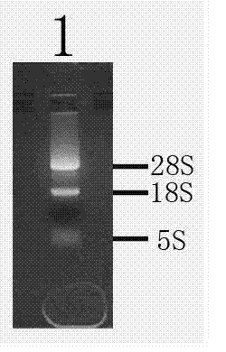 Heterometrus spinifer poison antibacterial polypeptide gene and preparation method and application thereof