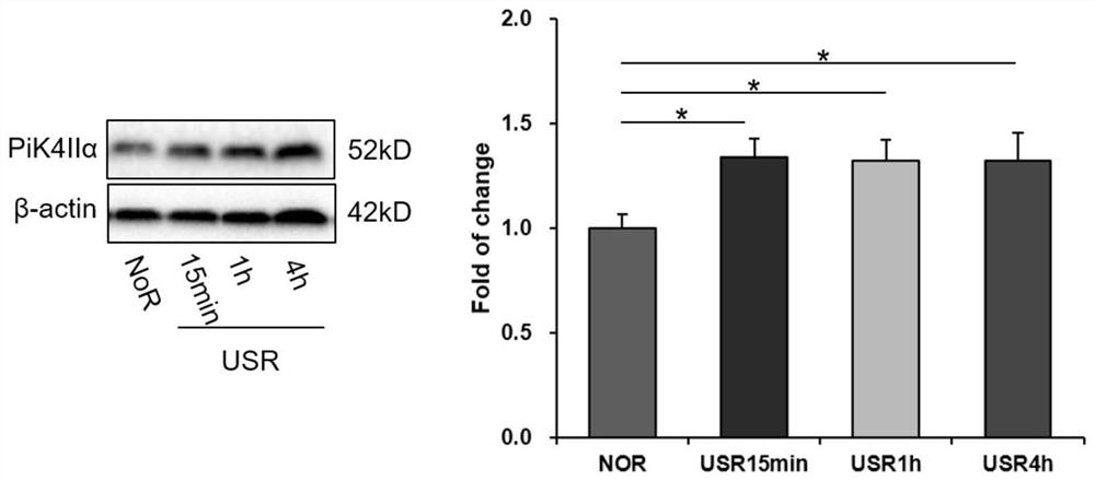 Application of pao as pi4kiiα inhibitor in the preparation of drugs for treating post-traumatic stress disorder