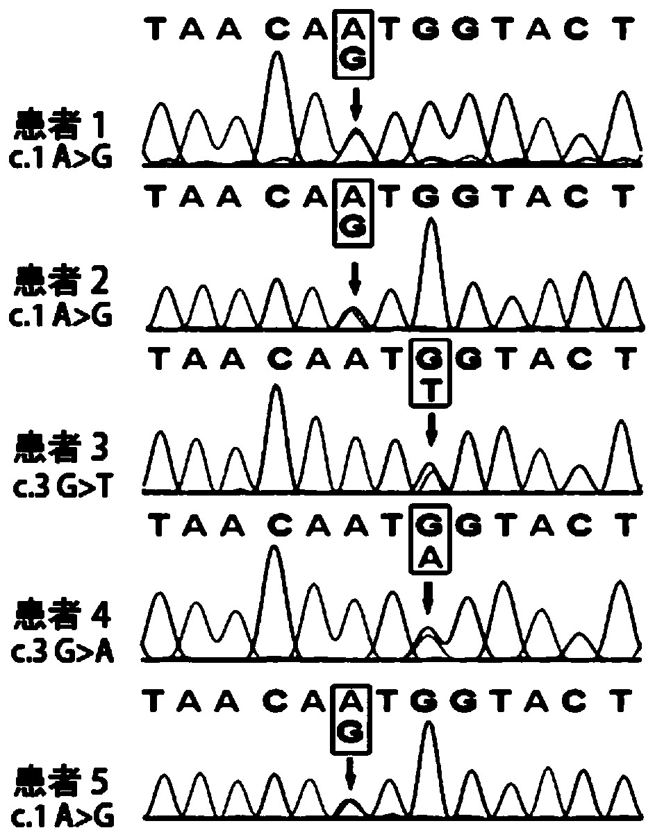 klhl24 gene mutant and its application