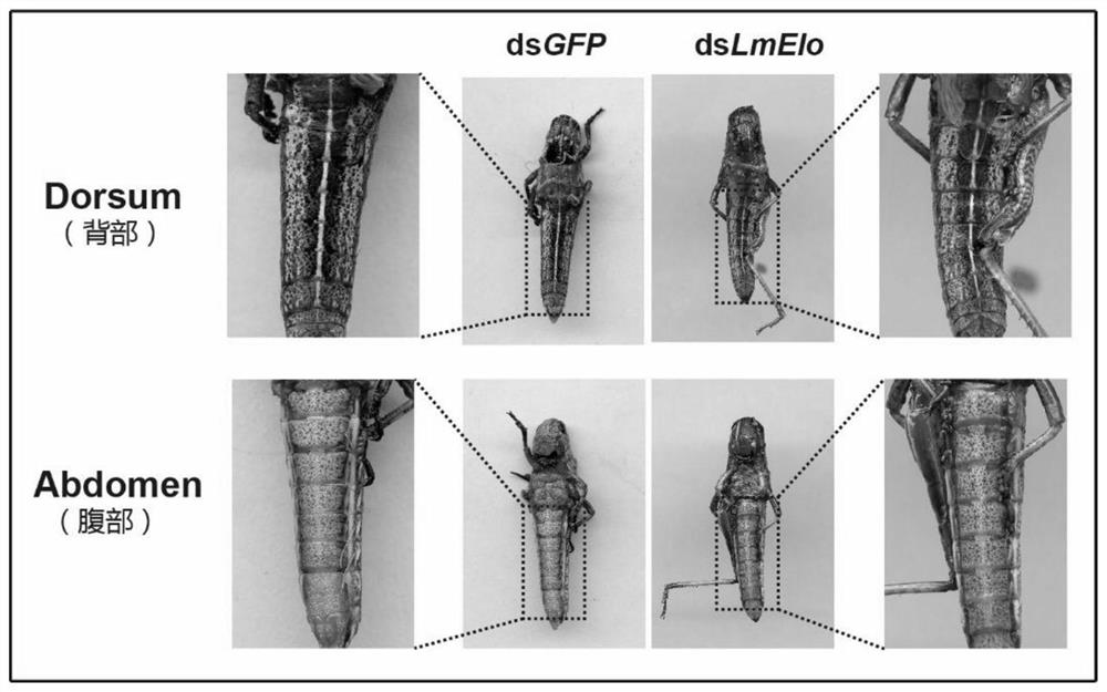 A kind of dsRNA of migratory locust fatty acid elongase gene lmelo and its preparation method and application