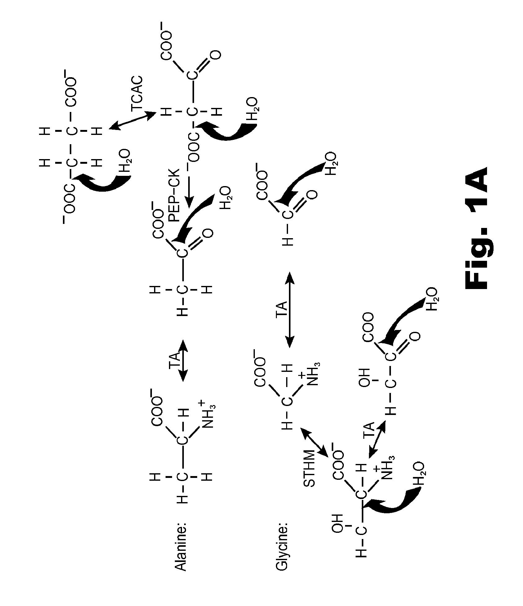 Compositions and methods of treatment using modulators of motoneuron diseases