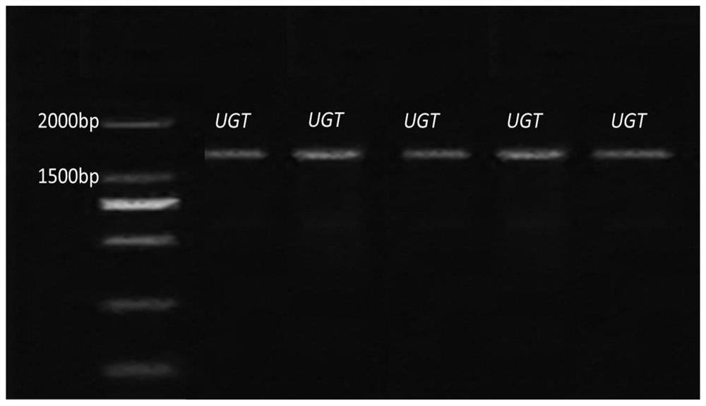 A kind of locust uridine diphosphate glucuronosyltransferase gene and its application