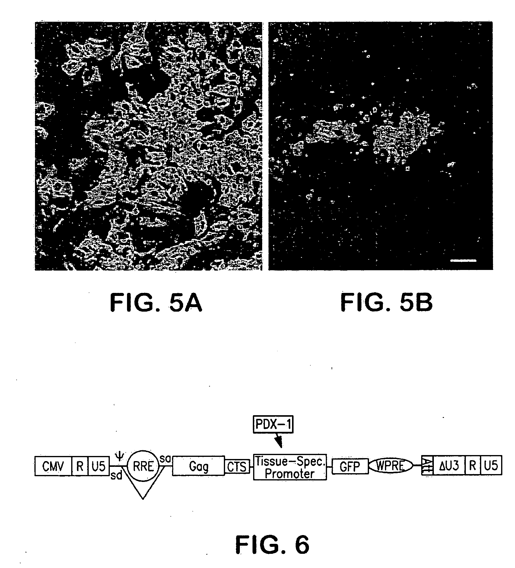 Method and compounds for modulating insulin production