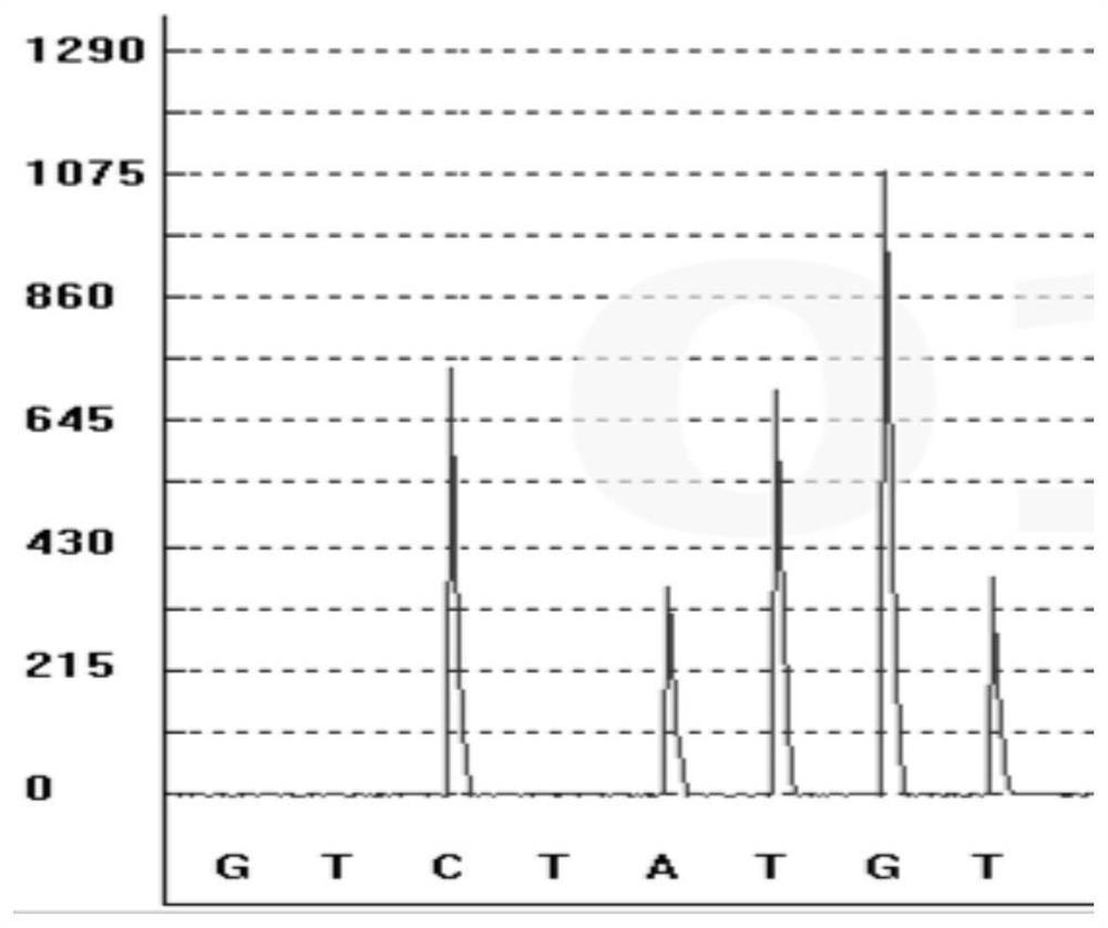 Gene polymorphism detection kit for salbutamol metabolism marker and detection method and use thereof