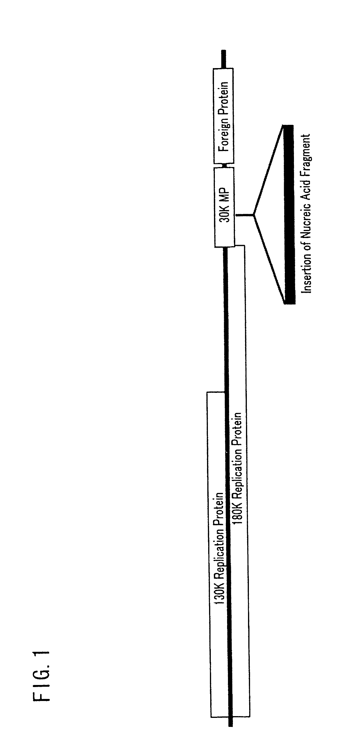 Virus vector and use thereof