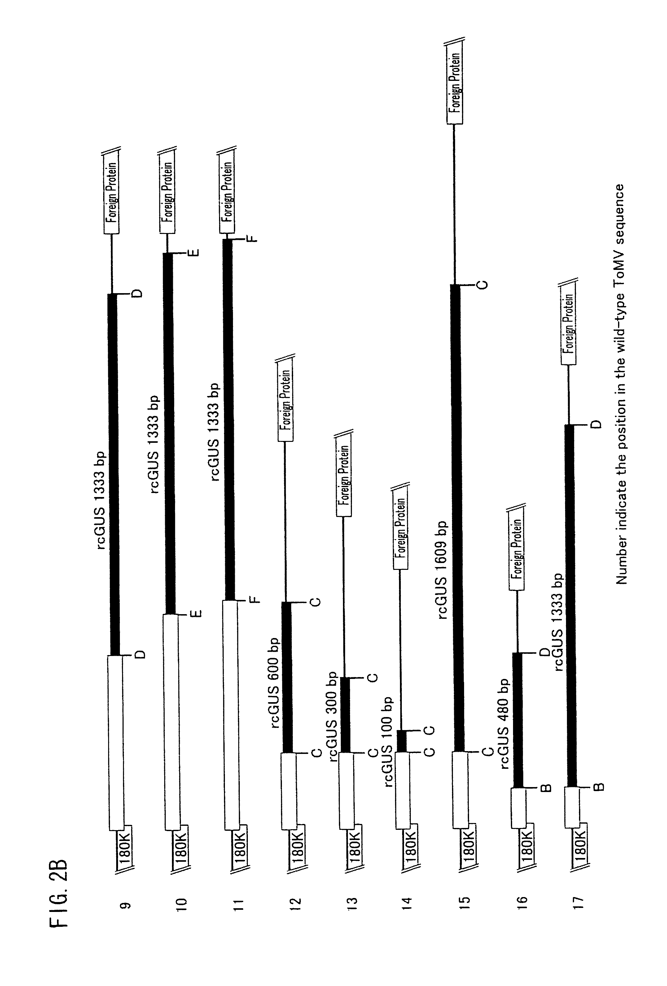 Virus vector and use thereof