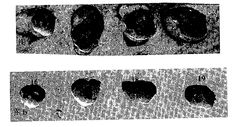 Nanometer reinforced bismuth base lead-free high-temperature solder and preparation method thereof