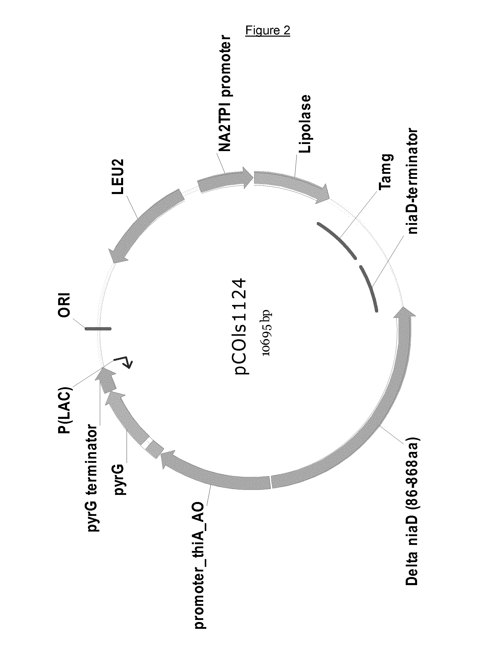 Selection in fungi