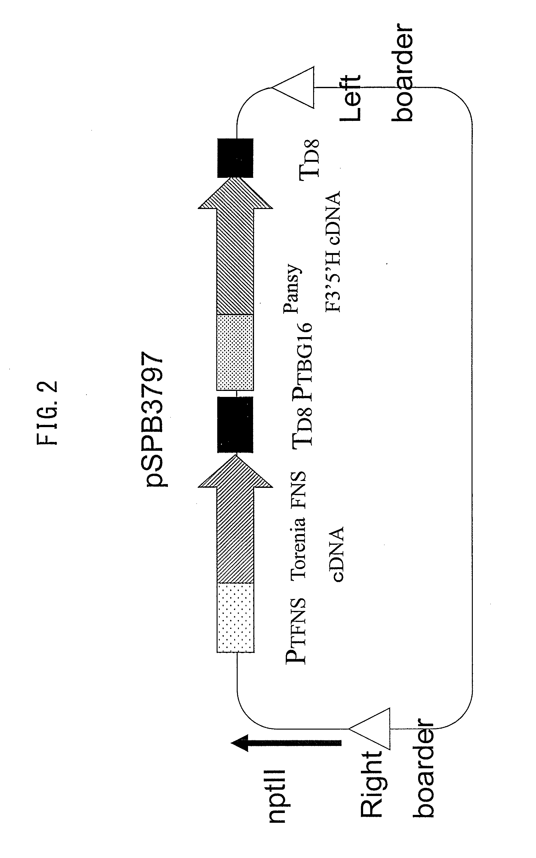 Torenia-originated promoter capable of acting in petals