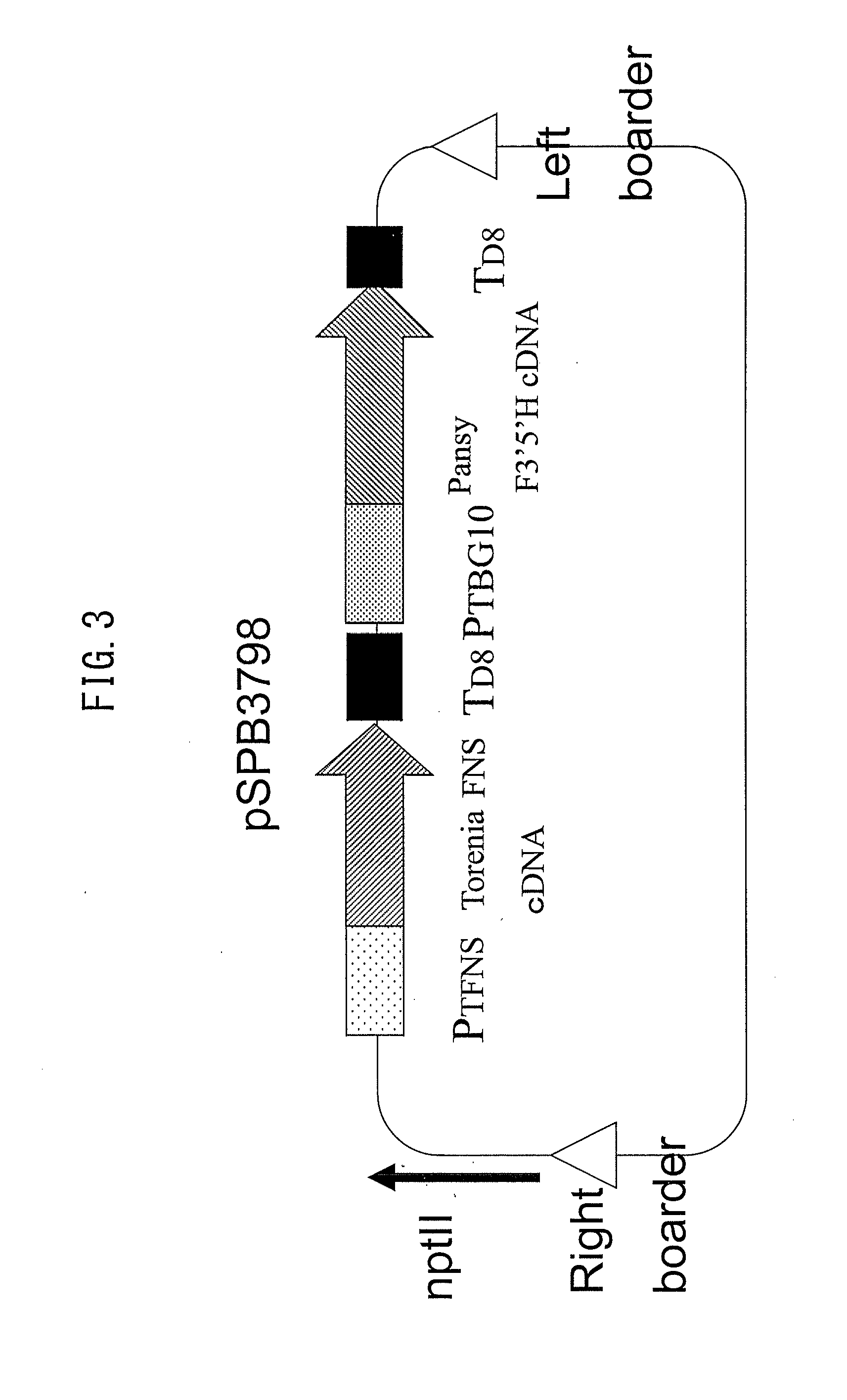 Torenia-originated promoter capable of acting in petals