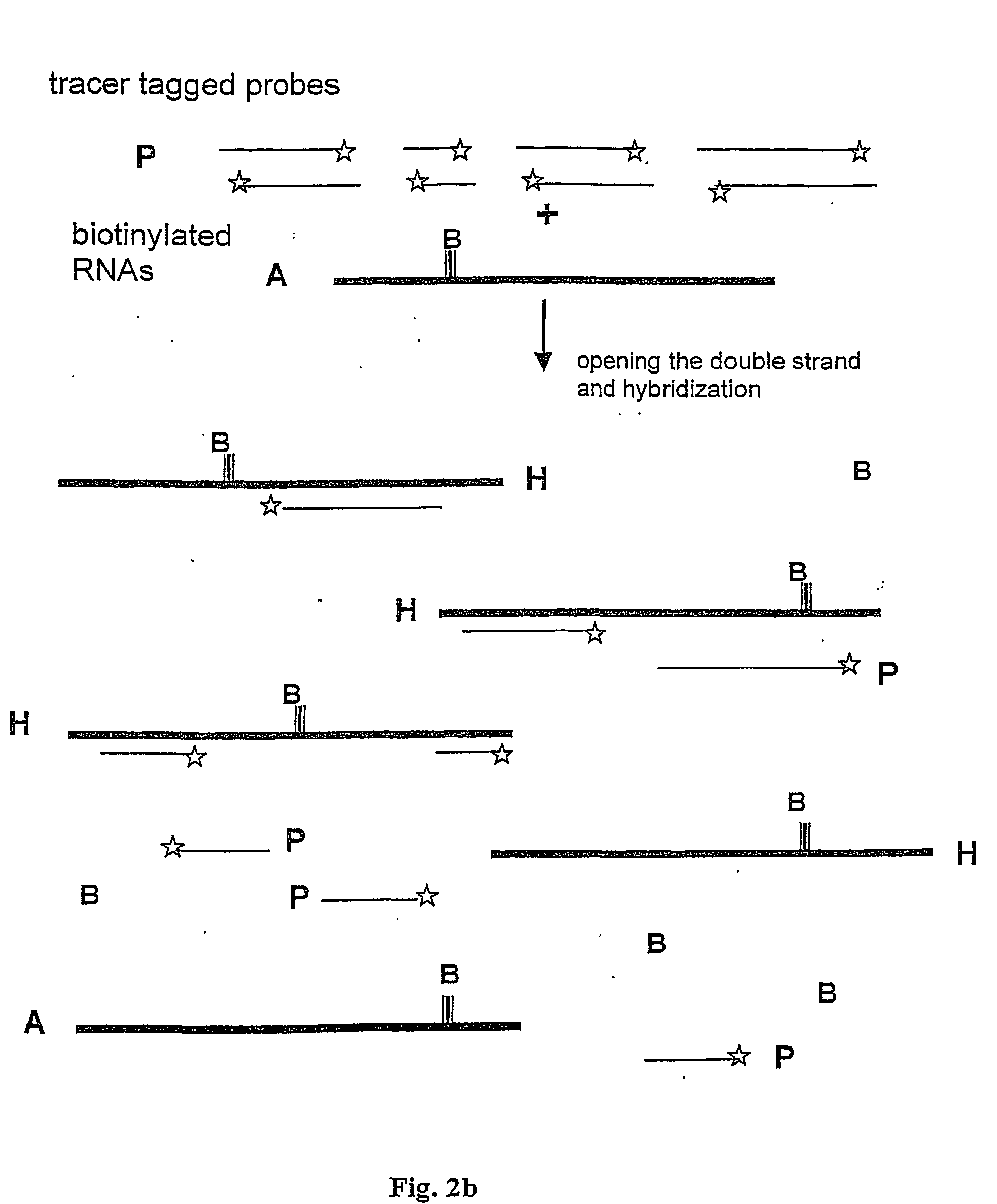 Method and test kit for quantitative determination of variations in polynucleotide amounts in cell or tissue samples