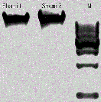 Method for extracting total DNA from agriophyllum squarrosum tissue