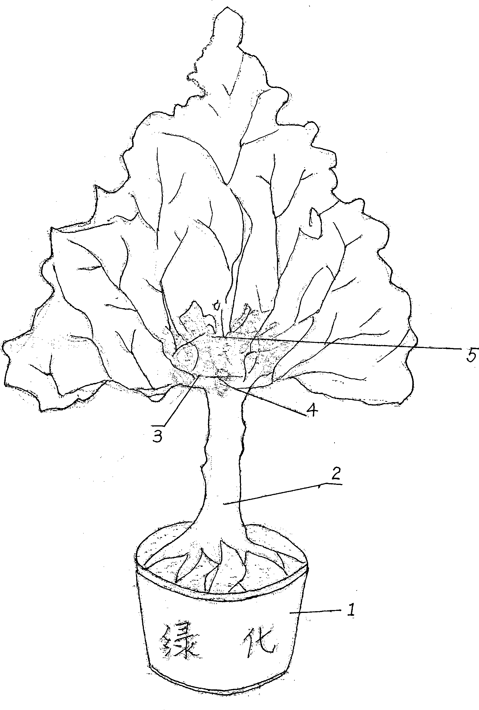 Gardening flower-growing tree