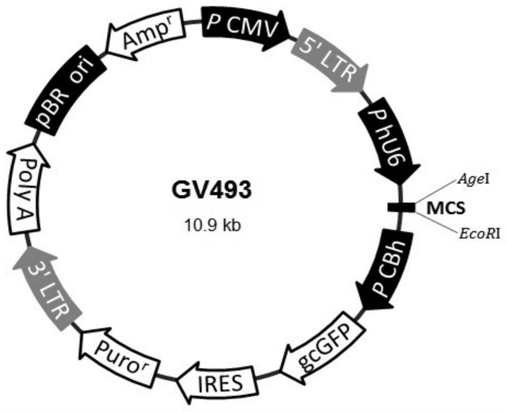 ShRNA lentivirus for inhibiting expression of long-chain non-coding RNA MALAT1 and application of shRNA lentivirus