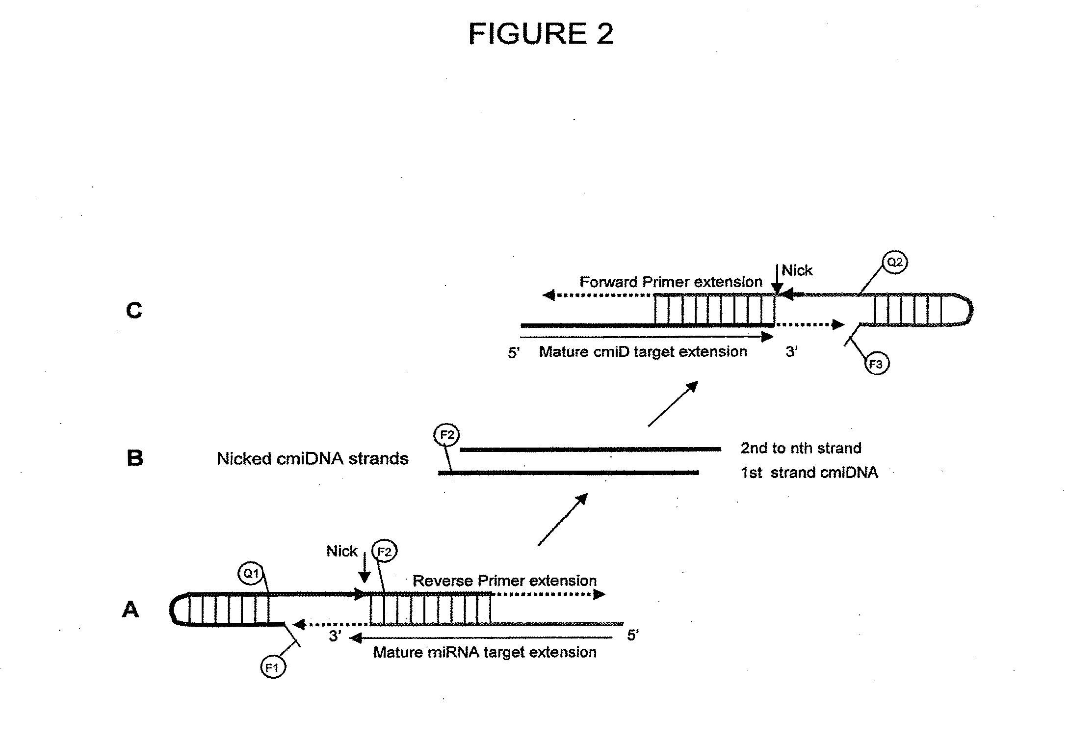 Methods and compositions to detect and differentiate small rnas in RNA maturation pathway