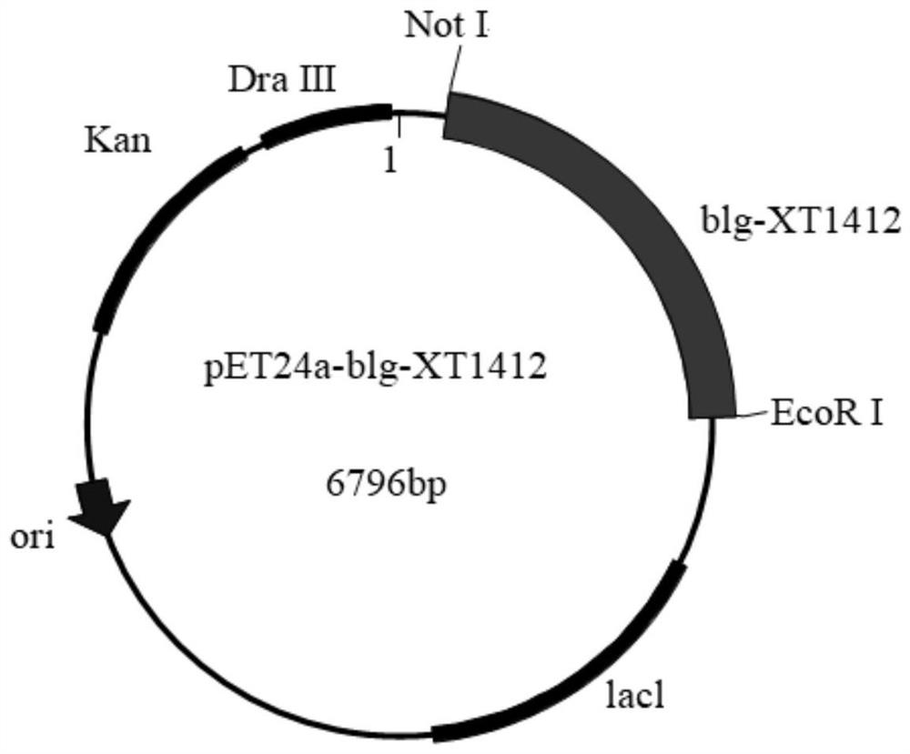 Recombinant escherichia coli KLUGIN73 and application thereof