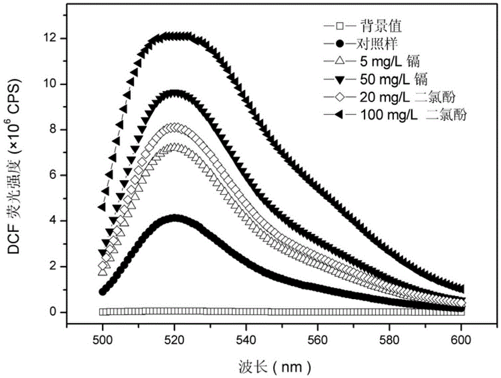 Method for Determination of Active Oxygen Level in Phanerochaete chrysosporium After Treating Wastewater