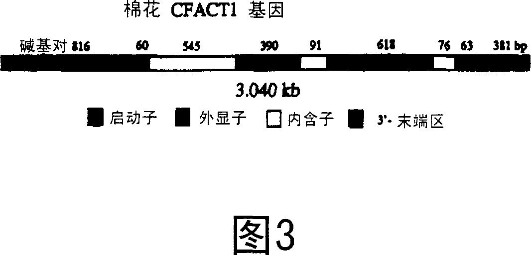 Isolation and characterization of fiber-specific actin promoter from cotton