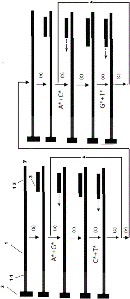 3'end reversible closed two-nucleotide real-time synthesizing and sequencing method