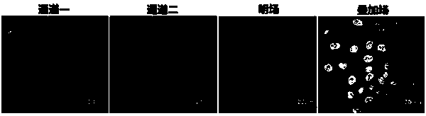 DNA (deoxyribonucleic acid) dye compound with nuclear targeting function and application