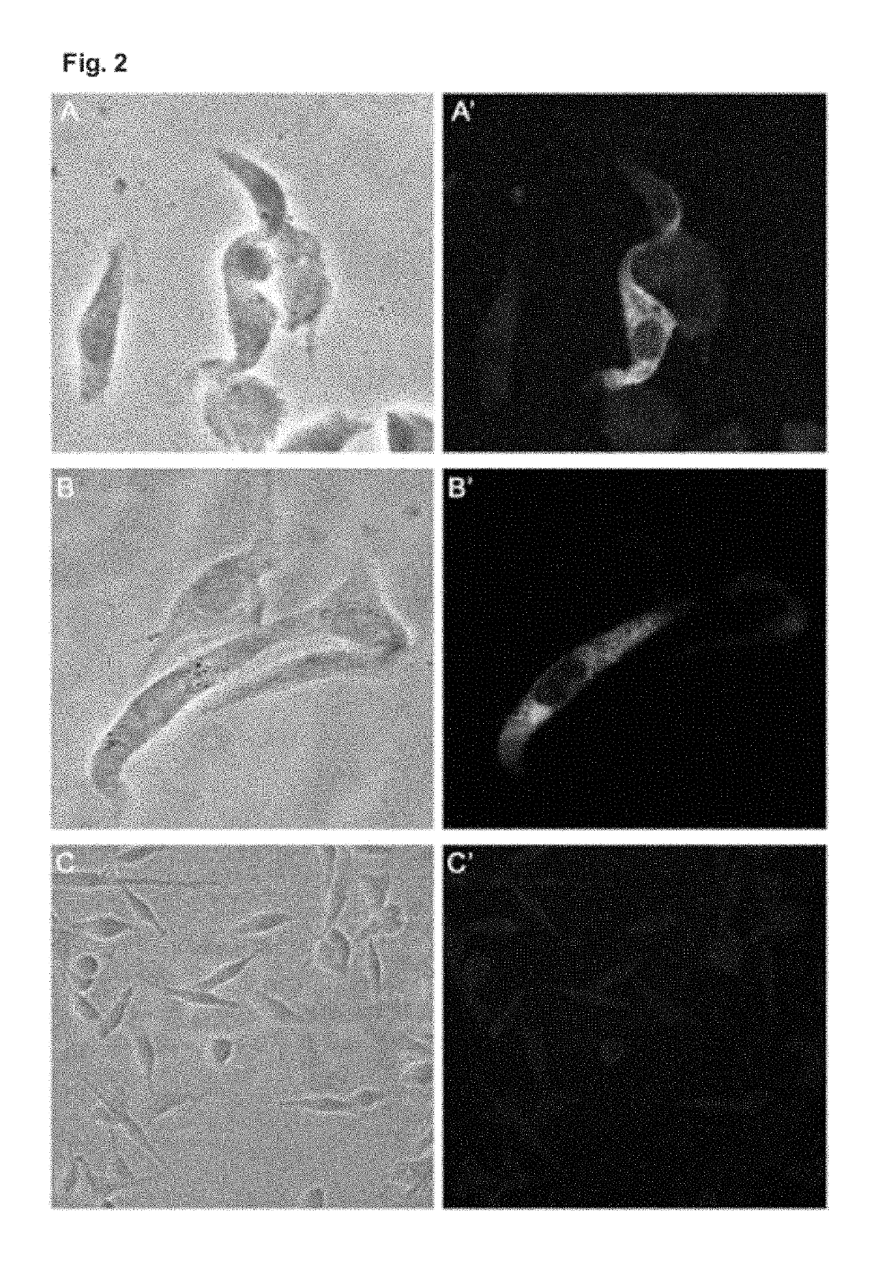 Method, kit, plasmid and composition for inducing an immune response to dengue virus, on the basis of DNA and chimeric virus vaccines