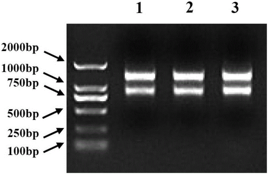 Primers for amplifying paphiopedilum type B MADS-box genes
