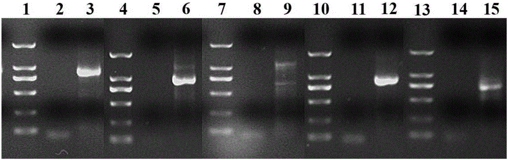 Primers for amplifying paphiopedilum type B MADS-box genes