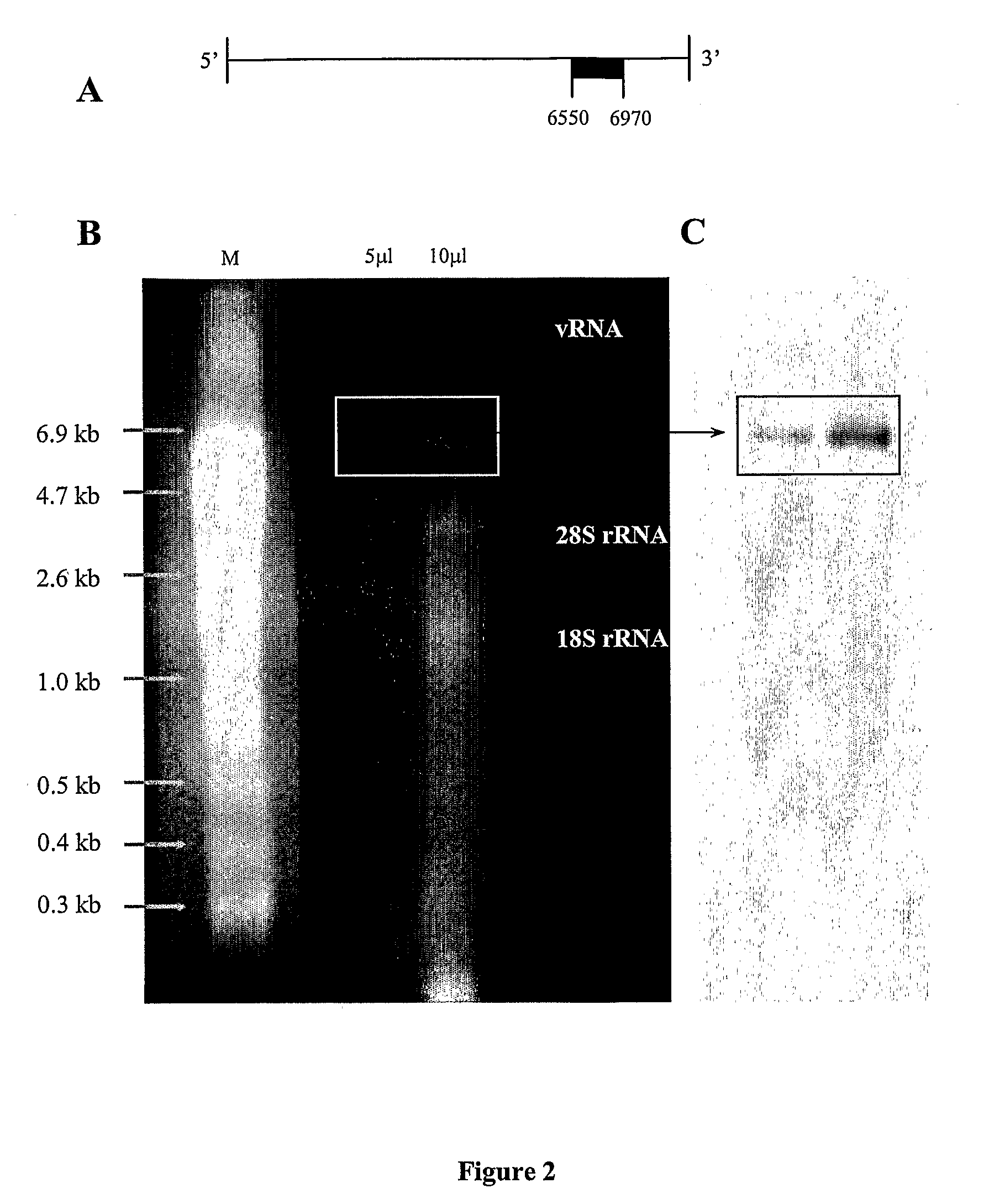 Method and Composition for Treatment of Neoplasms