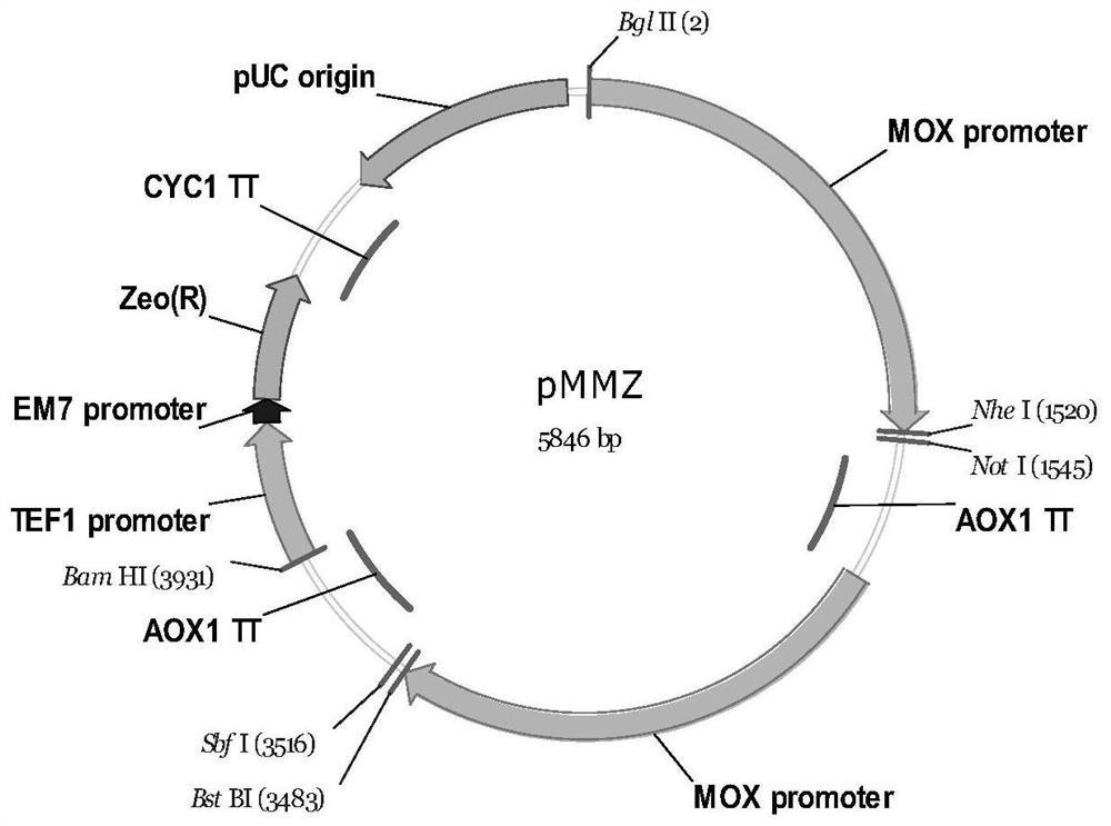 Recombinant expression vector system, recombinant engineering bacterium and preparation method and application of recombinant expression vector system or recombinant engineering bacterium