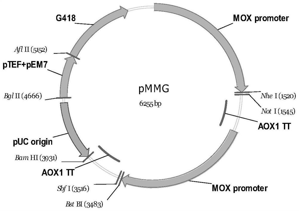 Recombinant expression vector system, recombinant engineering bacterium and preparation method and application of recombinant expression vector system or recombinant engineering bacterium