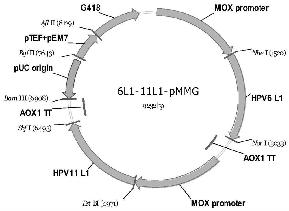 Recombinant expression vector system, recombinant engineering bacterium and preparation method and application of recombinant expression vector system or recombinant engineering bacterium