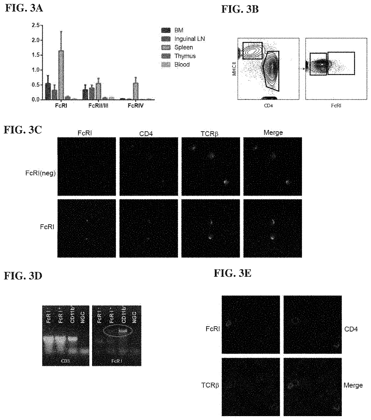 T cell expressing an fc gamma receptor and methods of use thereof