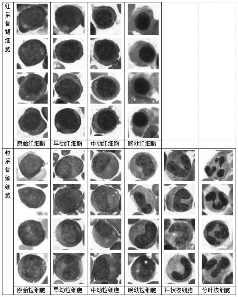 Automatic identification method and system for bone marrow cell image in continuous maturation stage, and medium