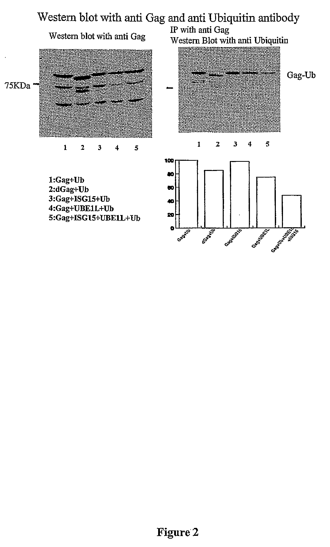 Ubiquitin-like protein isg15 for hiv inhibition