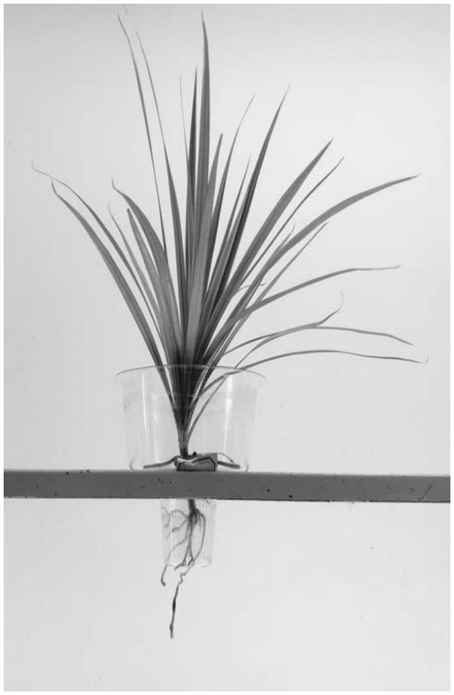 Hydroponic nutrient solution for Dracaena marginata, application of hydroponic nutrient solution and preparation method of concentrated nutrient solution
