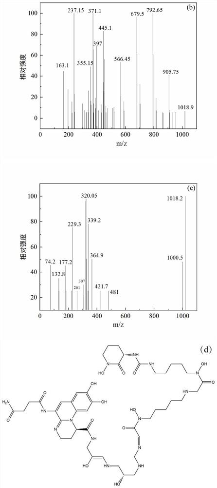 Pseudomonas fluorescens as well as method for preparing hydroxamic acid type iron carrier by utilizing pseudomonas fluorescens and application thereof