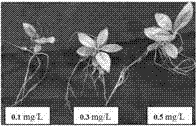 A rapid and efficient method for inducing the rooting of Binmei tissue culture seedlings